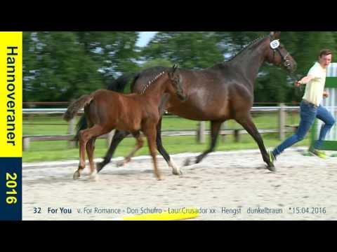 32   For You   v  For Romance   Don Schufro   Laur Crusador xx   Hengst   dunkelbraun   15 04 2016