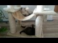 Maru & Momo British Shorthair Kitten 
