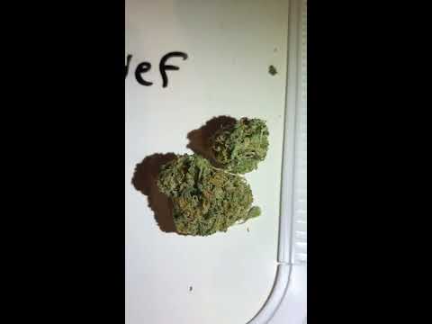 Vlog #7 Kimbo Kush