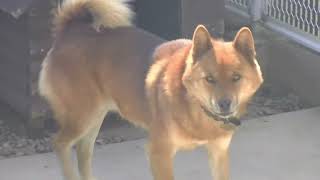 川上村と川上犬