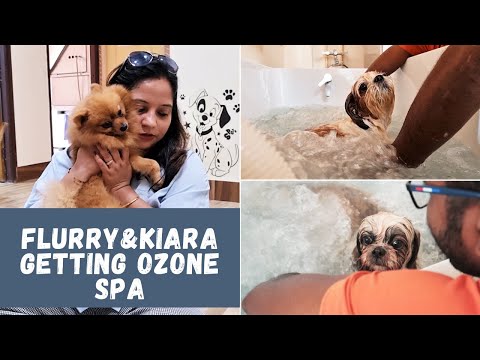 My Puppies get the Ozone Spa and therapy for the first time | pet grooming salon in kolkata Video