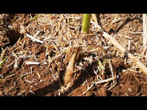 Bodenbearbeitung bei Trockenheit. Miniserie Teil 3. Bearbeitung nach Raps. Aufgang VS Rotte.