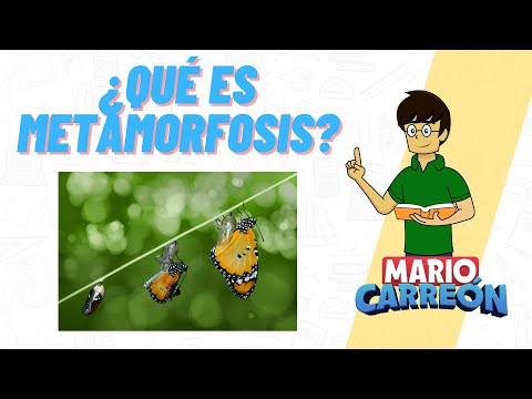 ¿Qué es METAMORFOSIS?