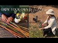 HOW & WHY: Grow Willow for Beautiful Cottage Garden Projects (Cloches, Trellises, Wattle, & More)