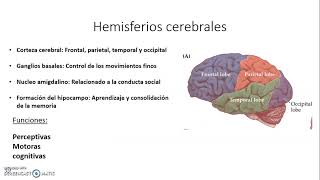 Neurona V - Neurobiología
