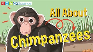 All About Chimpanzees