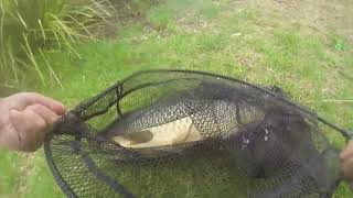 Angling for Large Carp