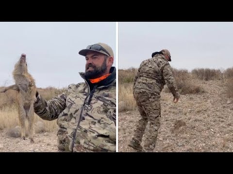 Angry Little Pig Charges At Man