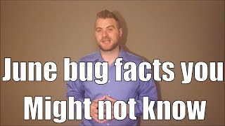 June bug facts you might not know