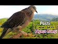 The Sound Of Turtledove Birds Calling Friends In The Forest Is 100 Effective For Attracting
