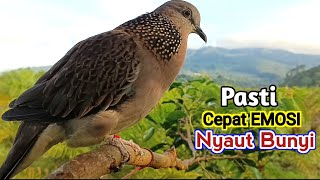 Download lagu The Sound of Turtledove Birds Calling Friends in the Forest is 100% Effective for Attracting mp3 Download lagu The Sound of Turtledove Birds Calling Friends in the Forest is 100% Effective for Attracting mp3
