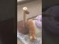 Tigger Playing With His Toys