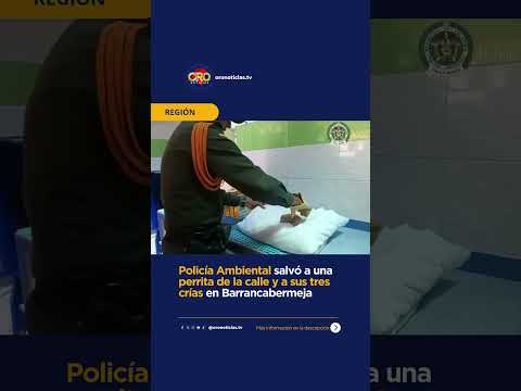 Policía asistió el nacimiento de tres cachorros en Barrancabermeja | Oro Noticias