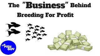 The "Business" Behind Breeding for Profit