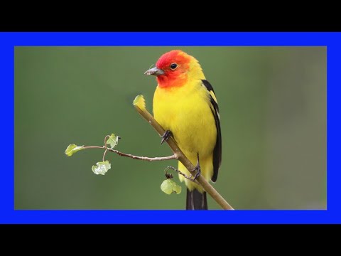 Piranga čiernochrbtá (Piranga ludoviciana) — spev a hlas v prírode