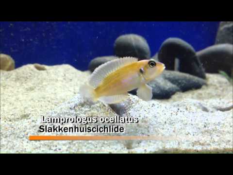 download lagu mp3 mp4 Zoetwatervissen, download lagu Zoetwatervissen gratis, unduh video klip Zoetwatervissen