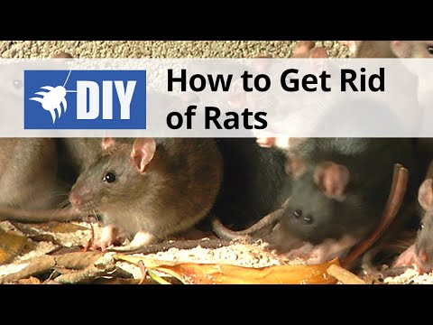  How to Get Rid of Rats Video 