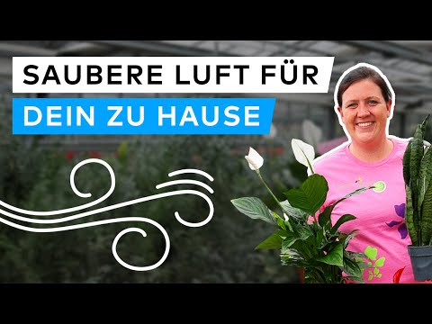 11 AIR-PURIFYING houseplants that are EASY TO CARE FOR 🪴💨