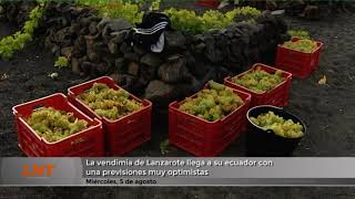 La vendimia de Lanzarote llega a su ecuador con unas previsiones muy optimistas