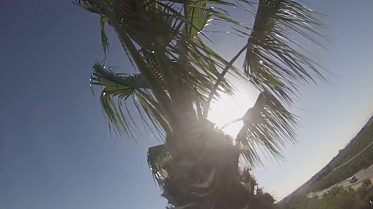 THE TREE GUYS LLC tall palm tree