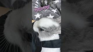 初めて見る世界にドキドキな子うさぎの反応が可愛すぎた🐰 #shorts
