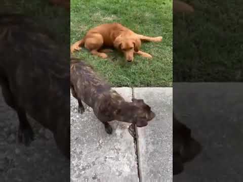 Saoirse (pronounced sur-sha) , an adopted Plott Hound & Mountain Cur Mix in Sanford, NC_image-1