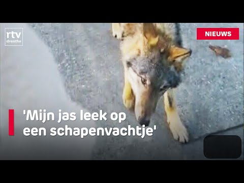 Wolf volgt wandelaars & stadslichtfestival Hoogeveen herdenkt René Karst | RTV Drenthe