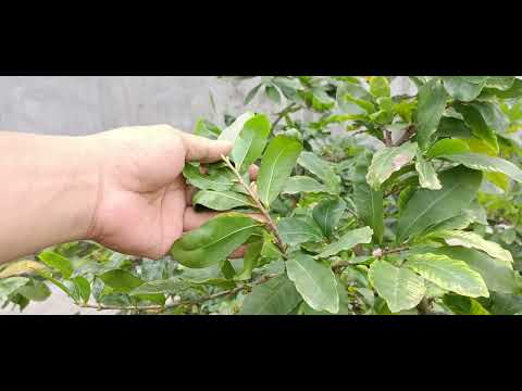 @ cần nông volog - Làm thế nào để cây mai vàng miền bắc nở đúng tết?