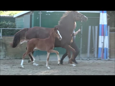 *2020 Stute von Bernay - Fürst Larino SOLD!!!