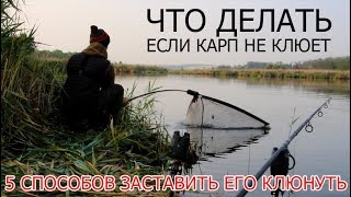 На что хорошо клюет карп