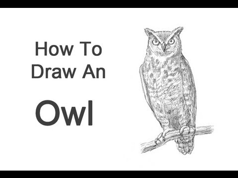 How to Draw an Owl (Great Horned)