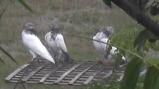 Fall In Love With Pigeon In Rain । The Best Pigeon In Rain Ever!  Who Else Wants Pigeon In Rain?