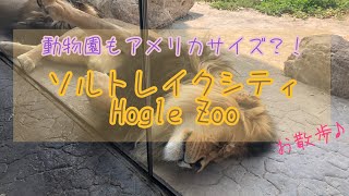 【海外vlog】ソルトレイクシティの動物園に行ってみた