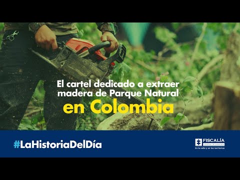 El cartel dedicado a extraer madera de Parque Natural en Colombia