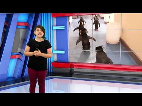 De ce poartă pinguinii șosete - Cristina Ghiță