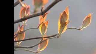 山下達郎　さよなら夏の日　カラオケ　Yamashita Tatsuro　Sayonara natsunohi　Karaoke