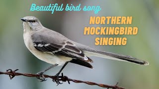 Download lagu Northern mockingbird singing europian birds master... mp3