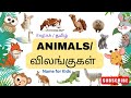 Animals Name In English And Tamil விலங்குகளின் பெயர்கள் Anim