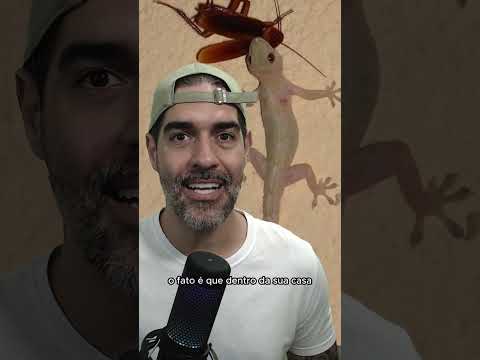 LAGARTIXAS são suas AMIGAS e eu posso provar | Pidobiologia