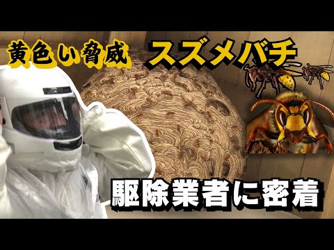 害虫駆除者としての昆虫の共有コミュニティ