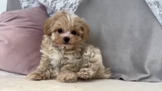 ハーフ犬の動画01