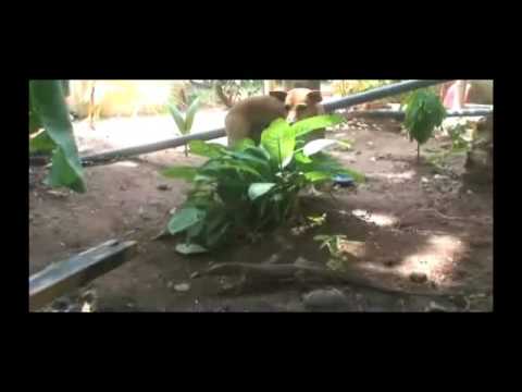 Super fast lizard--Kataragama, Sri Lanka