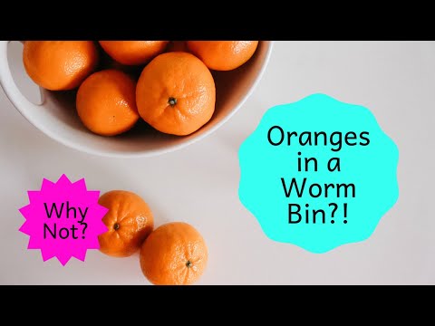 Forbidden Foods Week 3: A Check on Citrus in the Worm Bin