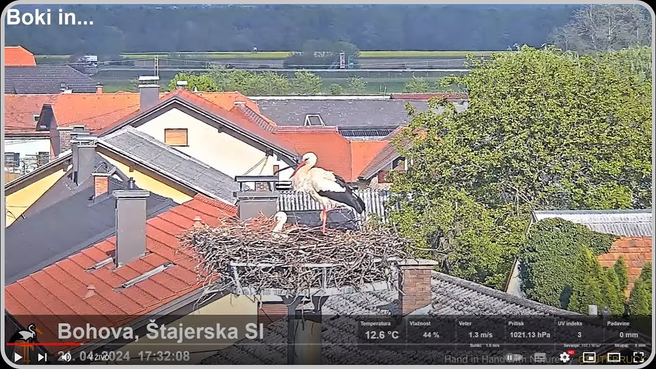 Live webcam view of Nido de cigüeñas en Bohova