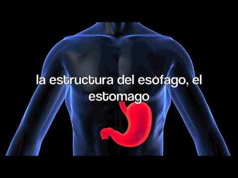 Girolamo Fabrizi d'Acquapendente por Felix Perez Tristan