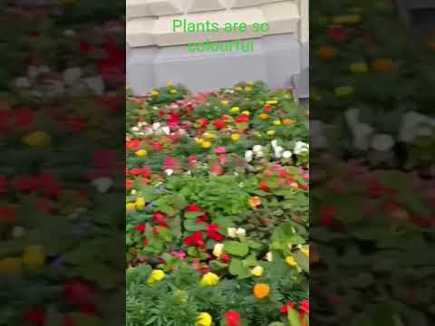 Colourful Nature of Plants #Plantscolours #Naturesbeauty #Greenandbeyond #Colourfulenvirons #Decor
