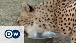 Saving cheetahs | DW English
