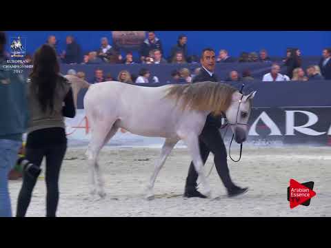 N.126 QS PONENTE - Verona 2017 - Yearling Colts (Class 2A)