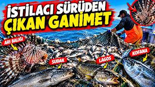 İstilacı balıkların arasından bu kez LAGOS, SUDAK VE KOFANA çıktı! #fishing