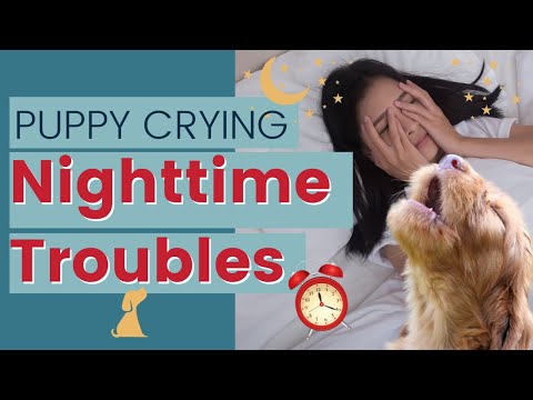 Mastering Puppy Sleep: Tips and Tricks for a Restful Night